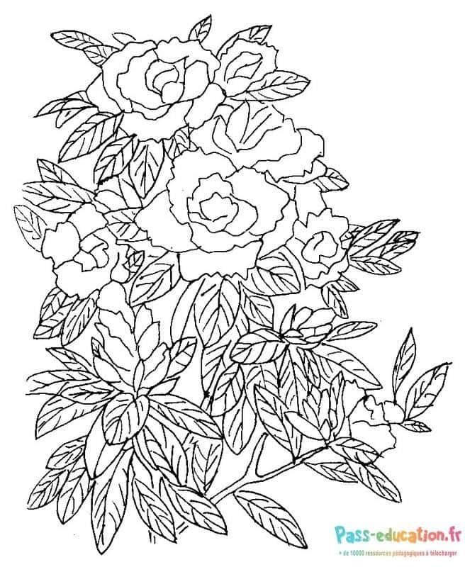 Coloriage Bouquet de roses à imprimer et colorier
