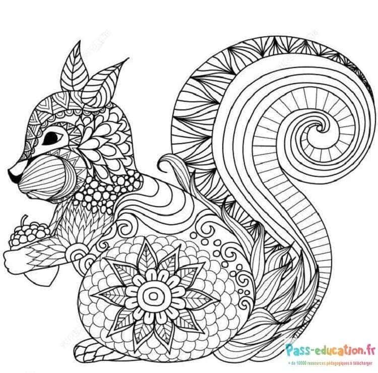 Coloriage Écureuil Mandala à imprimer et colorier