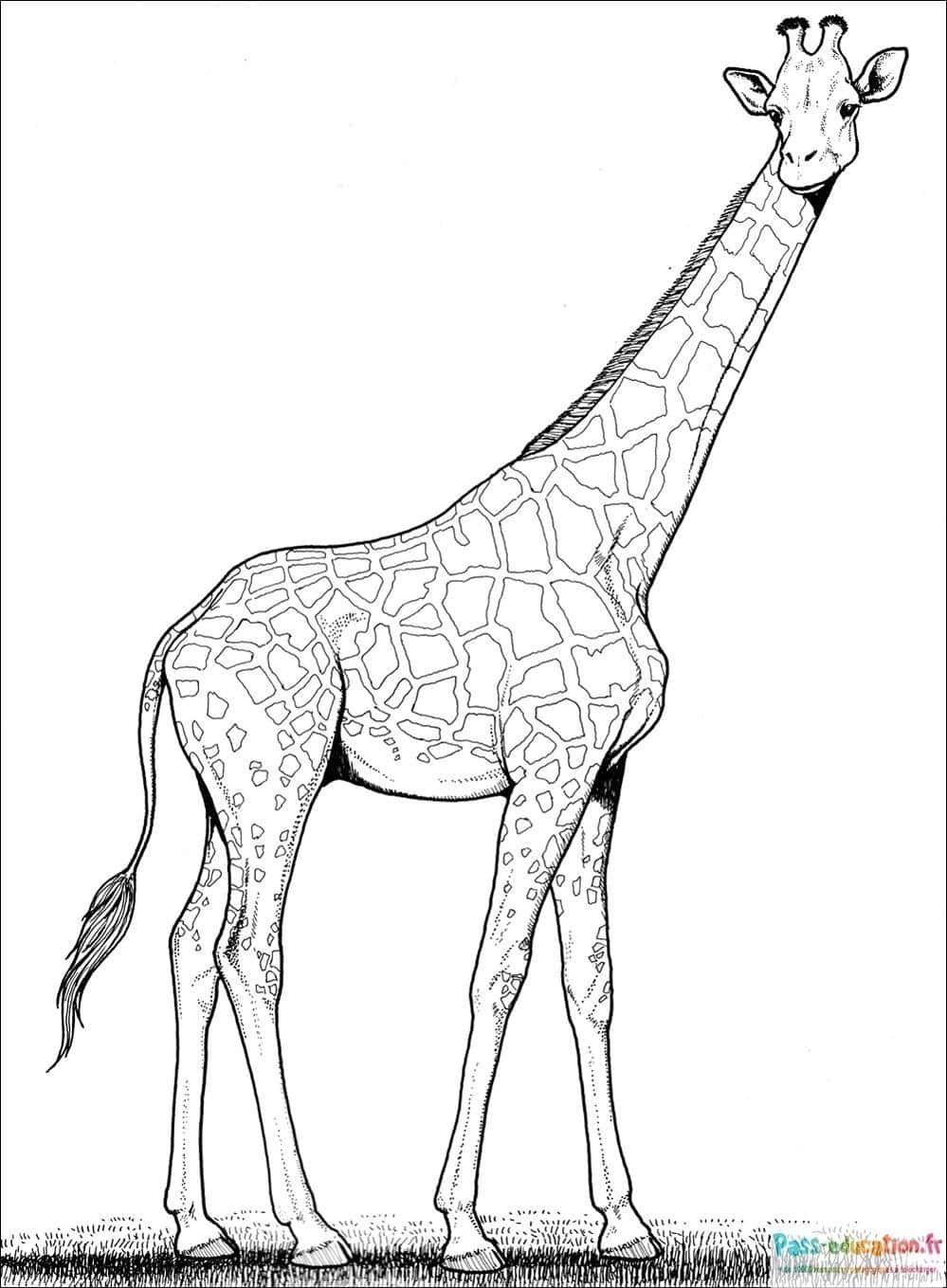 Coloriage Girafe élégante à imprimer et colorier