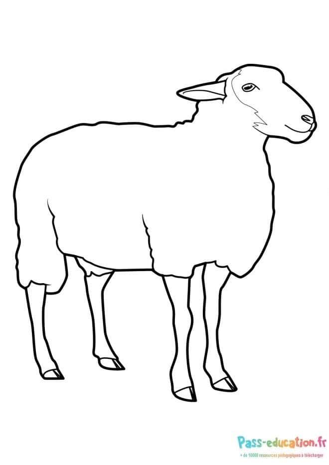 Coloriage Mouton paisible à imprimer et colorier