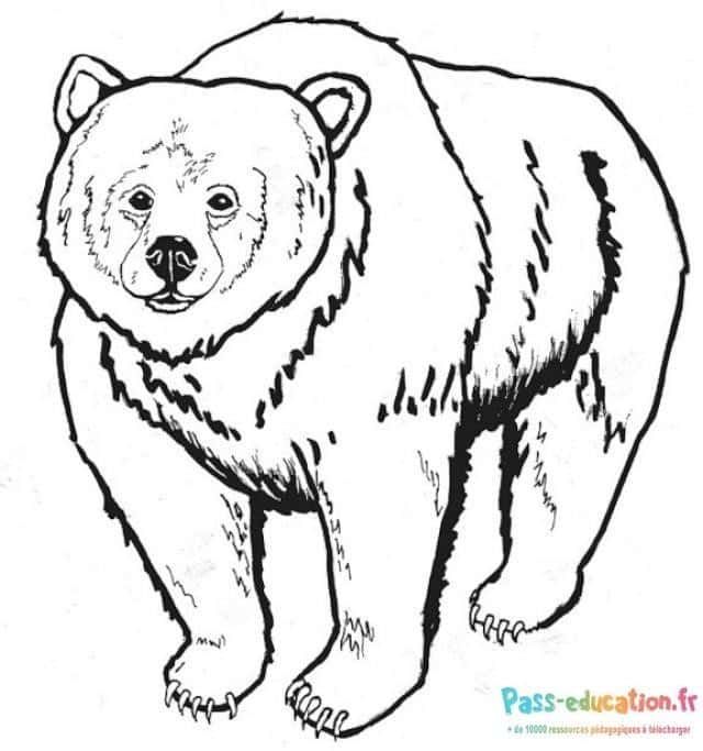 Coloriage Ours debout à imprimer et colorier