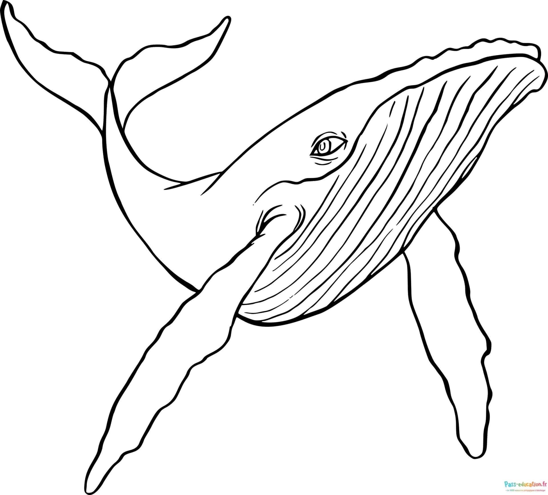 Coloriage Baleine joyeuse à imprimer et colorier