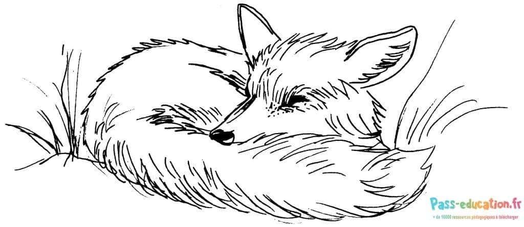 Coloriage Renard endormi à imprimer et colorier