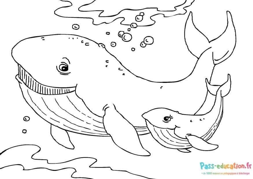 Coloriage Baleines joyeuses à imprimer et colorier