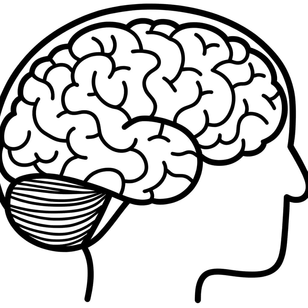 Coloriage Cerveau humain à imprimer et colorier