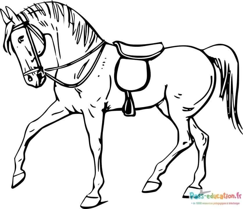 Coloriage Cheval harnaché à imprimer et colorier