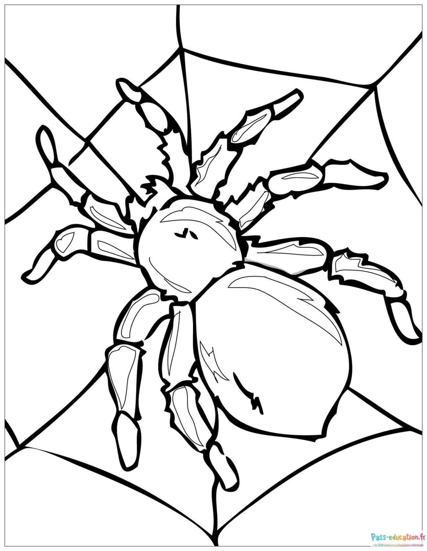 Coloriage Araignée sur toile à imprimer et colorier