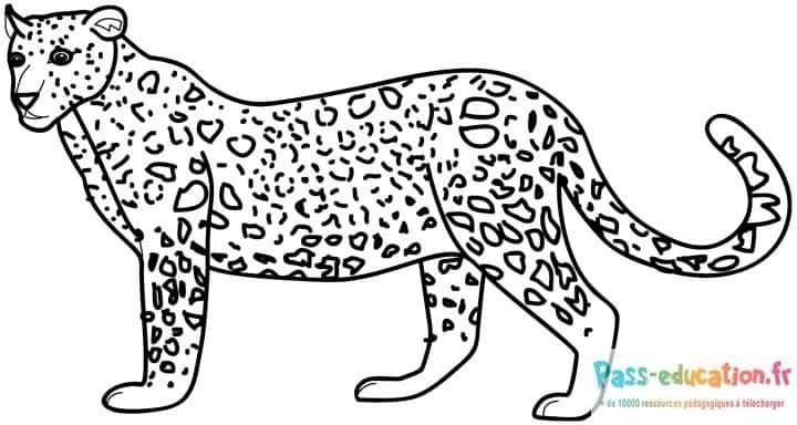 Coloriage Guépard en marche à imprimer et colorier
