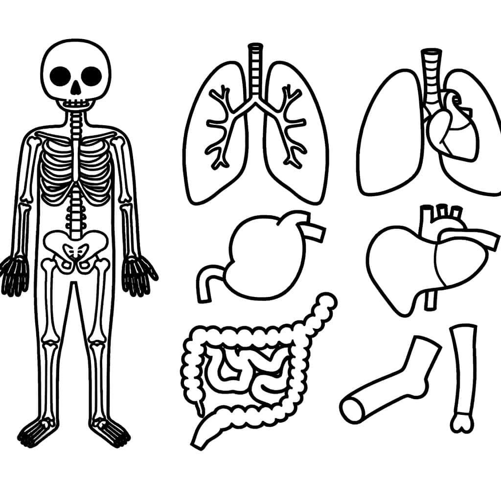 Coloriage Anatomie humaine à imprimer et colorier