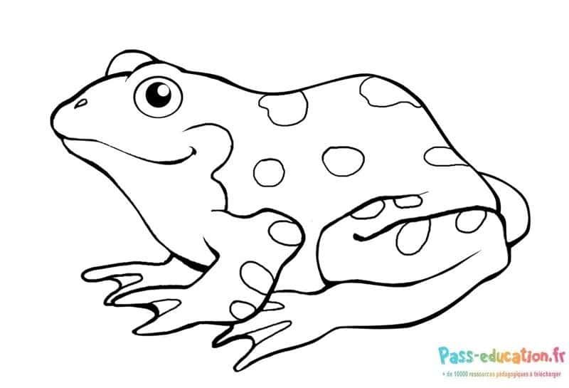 Coloriage Grenouille attentive à imprimer et colorier