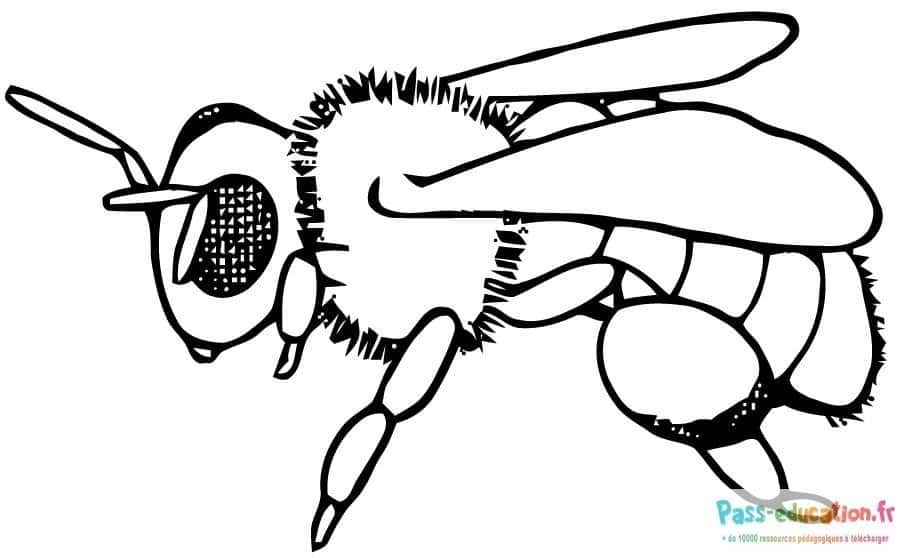 Coloriage Abeille volante à imprimer et colorier