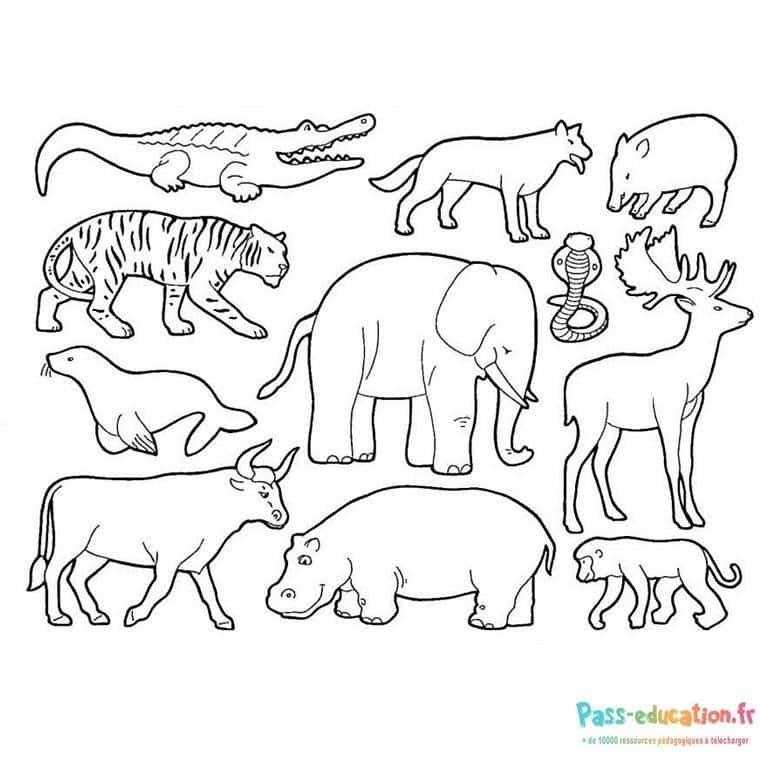 Coloriage Animaux sauvages à imprimer et colorier