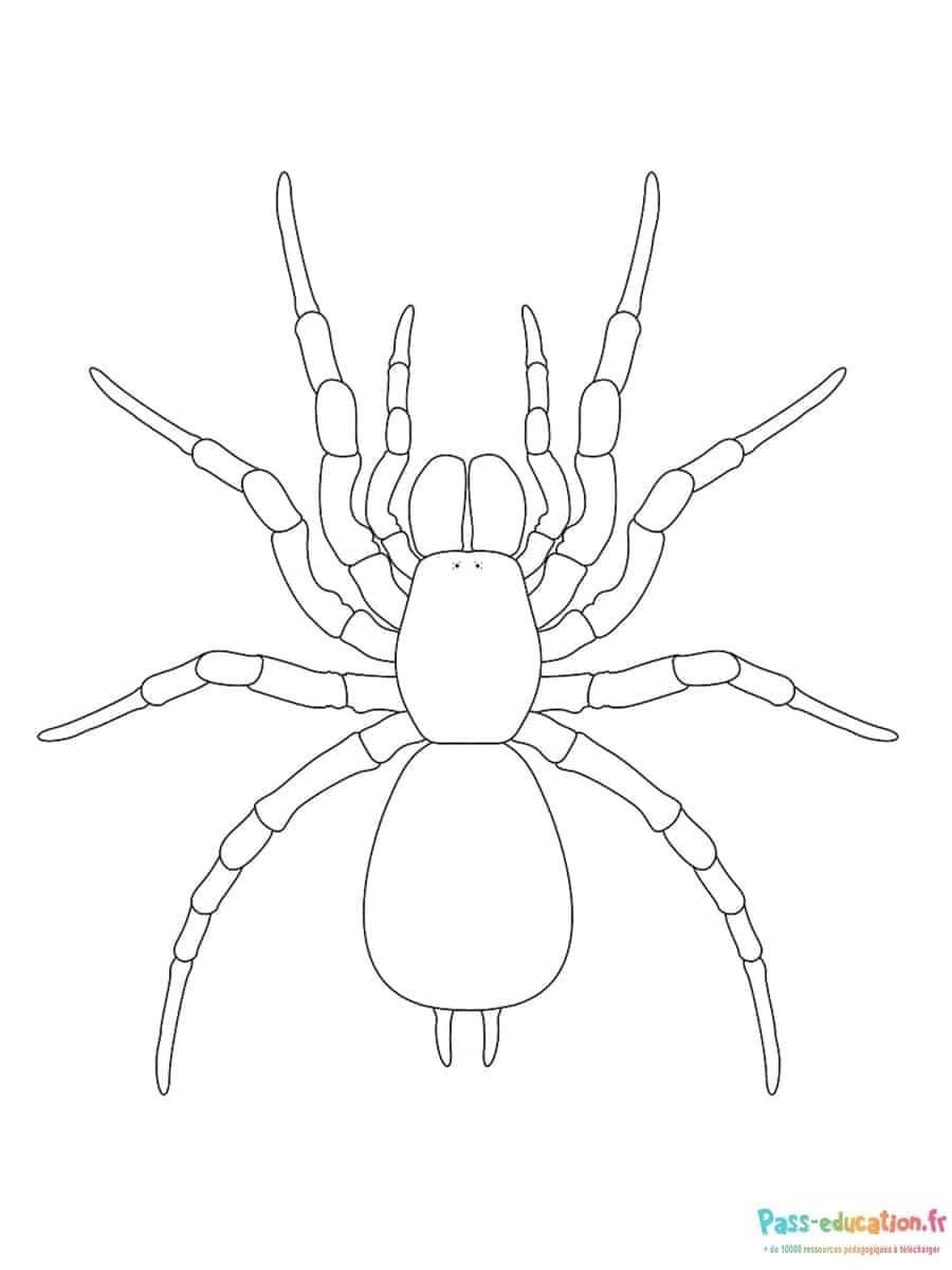 Coloriage Araignée à colorier à imprimer et colorier