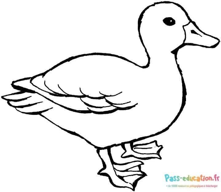 Coloriage Canard sur l'eau à imprimer et colorier