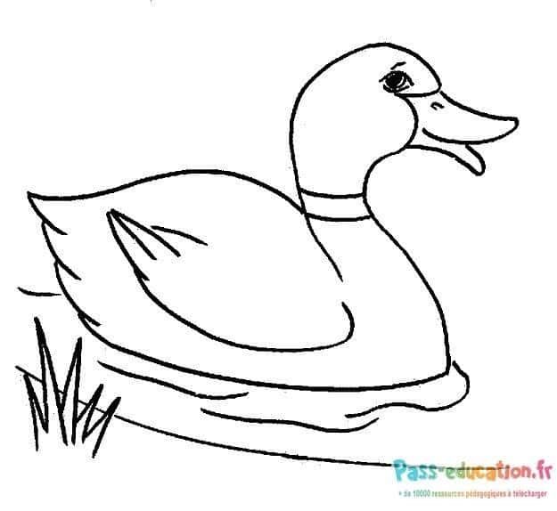 Coloriage Canard dans l'eau à imprimer et colorier