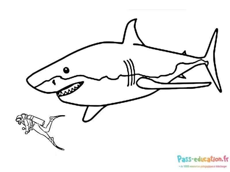 Coloriage Plongeur et Requin à imprimer et colorier