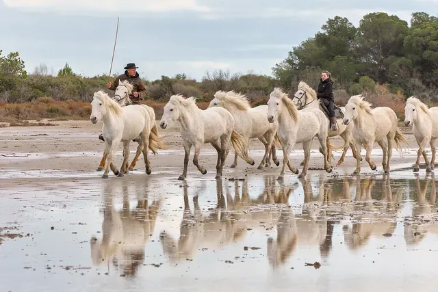 Classe cheval