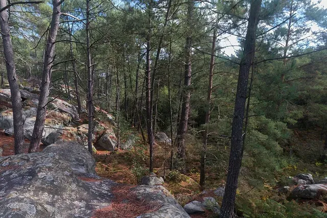 Classe forêt