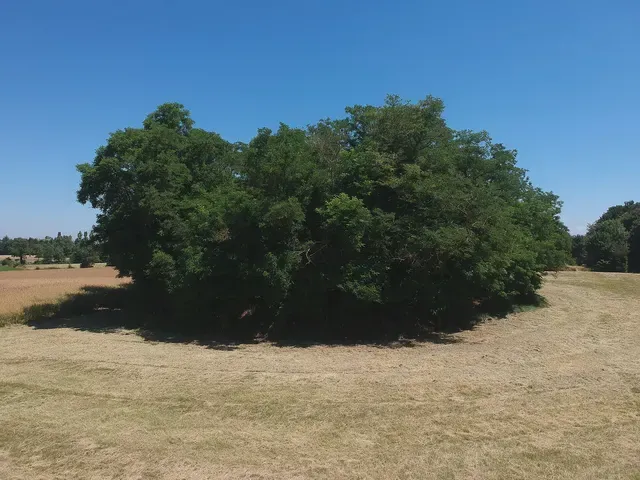 Motte castrale