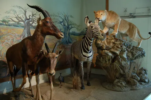 muséum d'histoire naturelle Gabriel Foucher