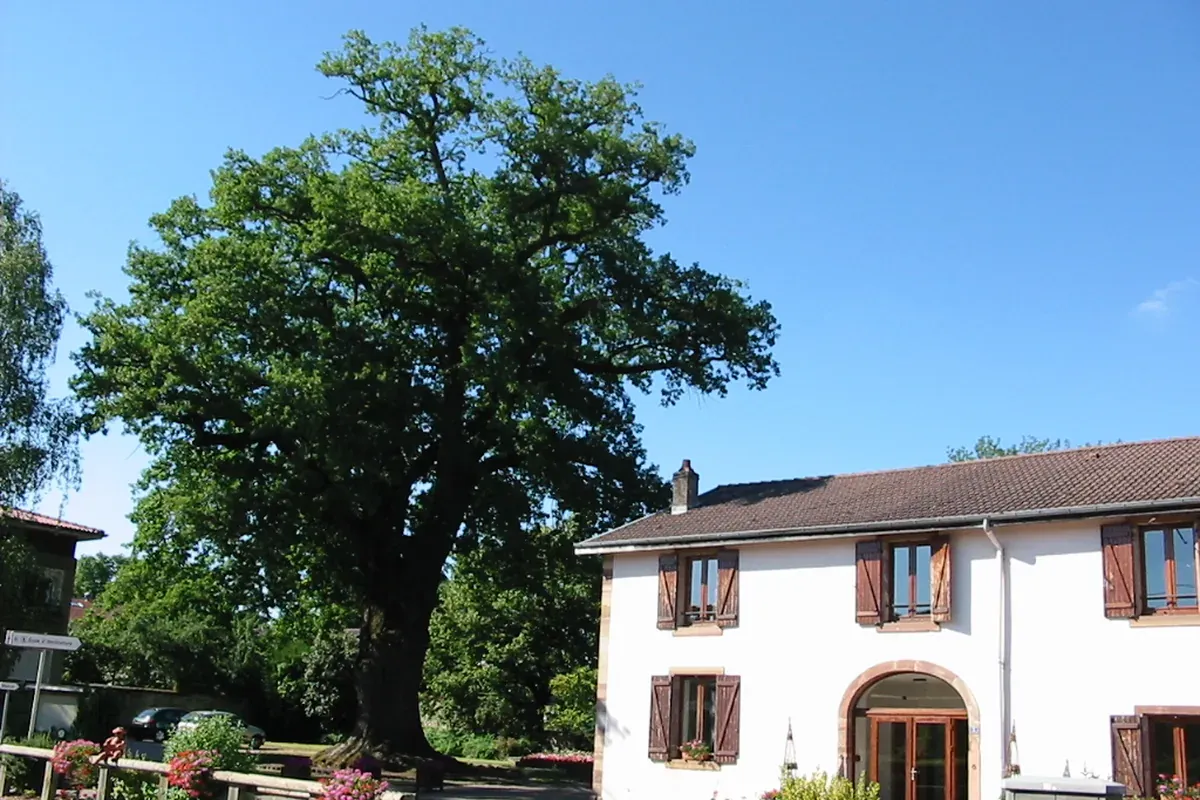 Roville-aux-Chênes